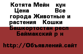 Котята Мейн - кун › Цена ­ 19 000 - Все города Животные и растения » Кошки   . Башкортостан респ.,Баймакский р-н